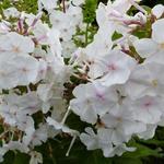 Phlox carolina 'Miss Lingard' - Vlambloem