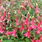 Phygelius aequalis 'Cherry Ripe' - Kaapse Fuchsia