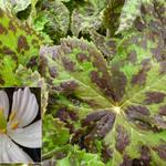 Podophyllum peltatum - Schildvoetblad, meiappel