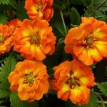 Potentilla 'William Rollison' - Ganzerik, vijfvingerkruid