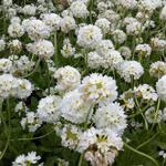 Primula japonica 'Alba' - Sleutelbloem / Japanse etageprimula - Primula japonica 'Alba'