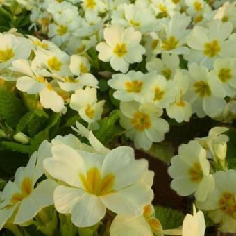 Primula vulgaris