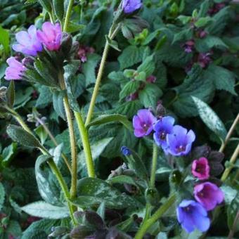 Pulmonaria 'Samurai'