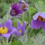 Pulsatilla vulgaris - Wildemanskruid