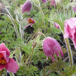 Pulsatilla vulgaris 'Röde Klokke' - Wildemanskruid