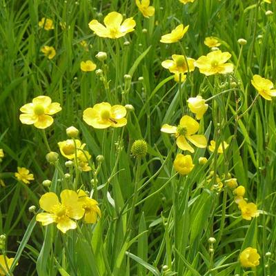 Ranunculus lingua - Grote boterbloem