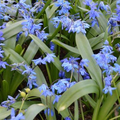 Scilla siberica - Oosterse sterhyacint