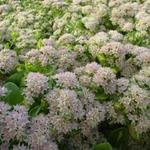 Sedum alboroseum 'Mediovariegatum' - Vetkruid