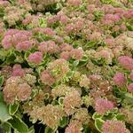 Sedum 'Lajos' - Hemelsleutel