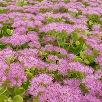 Sedum spectabile 'Brillant'