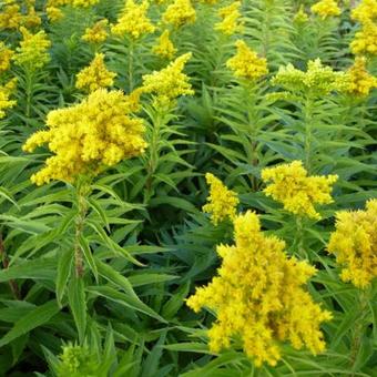 Solidago 'Spätgold'