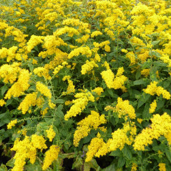 Solidago rugosa