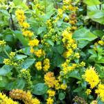 Guldenroede - Solidago sphacelata 'Golden Fleece'