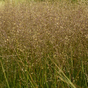 Sporobolus heterolepis 'Cloud'