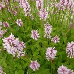 Stachys monieri 'Rosea' - Andoorn - Stachys monieri 'Rosea'