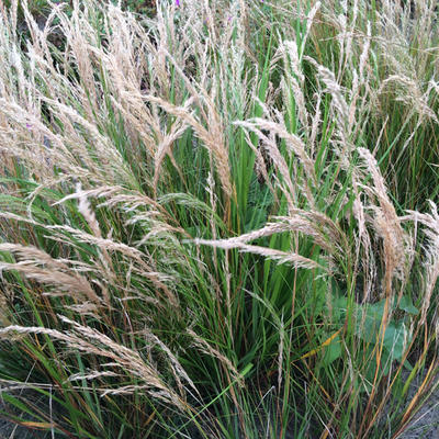 Stipa calamagrostis - Diamantgras