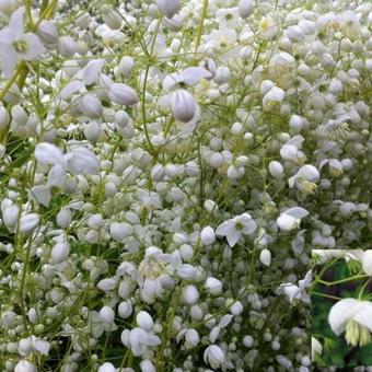 Thalictrum delavayi 'Splendide White'