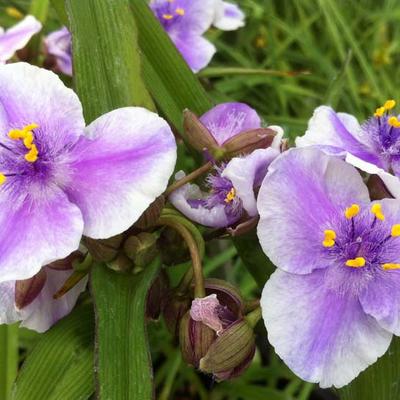 Tradescantia andersoniana 'Bilberry Ice' - Eéndagsbloem