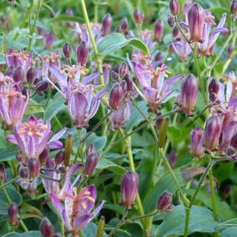 Tricyrtis hirta 'Taiwan Adbane'