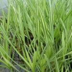 Typha latifolia 'Variegata' - Rietsigaren of de lisdodde - Typha latifolia 'Variegata'