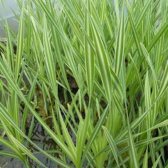 Typha latifolia 'Variegata'