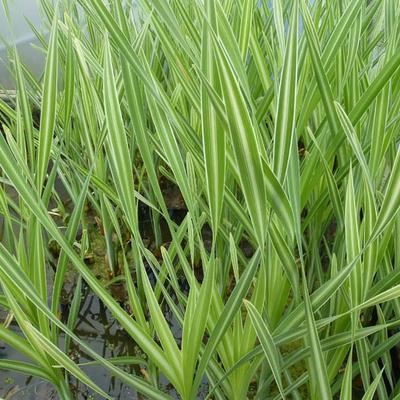 Rietsigaren of de lisdodde - Typha latifolia 'Variegata'