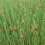 Typha minima - Dwerglisdodde