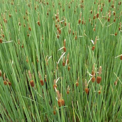 Typha minima - Dwerglisdodde