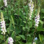 Verbascum nigrum var. album - Toorts