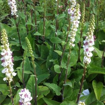 Verbascum nigrum var. album