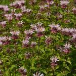 Monarda 'Ou' Charm' - Bergamotplant