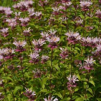 Monarda 'Ou' Charm'