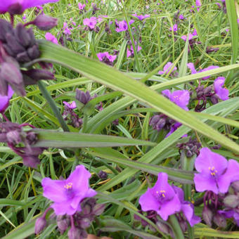 Tradescantia andersoniana 'Concord Grape'