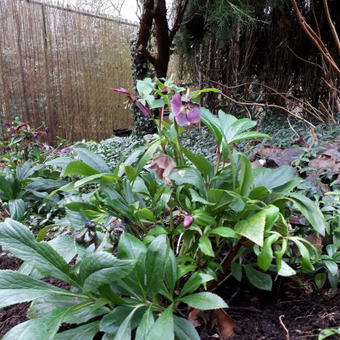 Helleborus orientalis 'VIV Victoria'