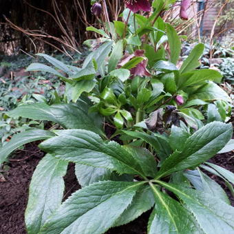 Helleborus orientalis 'VIV Victoria'