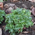 Heuchera 'Apple CRISP' - Purperklokje