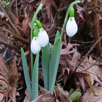 Galanthus elwesii