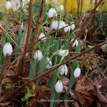 Galanthus elwesii