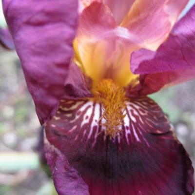 Baardiris, zwaardiris - Iris germanica 'Senlac'