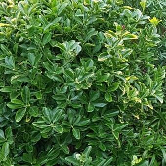 Euonymus japonicus 'Aureomarginatus'