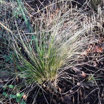 Prairiedropzaad - Sporobolus heterolepis 'Wisconsin Strain'