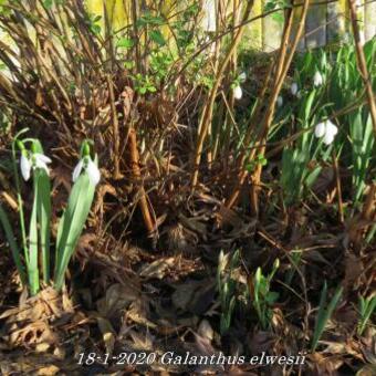 Galanthus elwesii