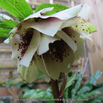 Helleborus orientalis 'DOUBLE ELLEN Yellow Spotted'