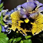 Viola x wittrockiana 'Frizzle Sizzle - Grootbloemige viool