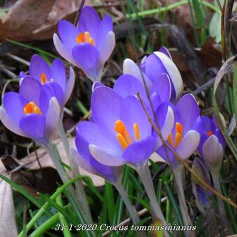 Crocus tommasinianus