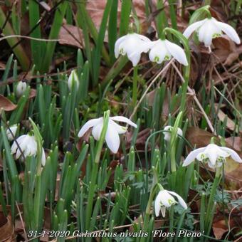 Galanthus nivalis 'Flore Pleno'