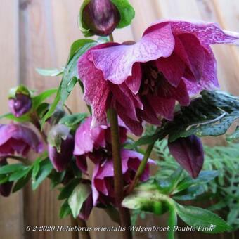 Helleborus orientalis 'Wilgenbroek Double Pink'