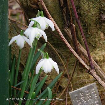 Galanthus nivalis 'Flore Pleno'