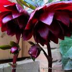 Helleborus orientalis 'Purple Pink Pompon' - Nieskruid