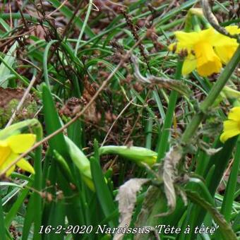 Narcissus 'Tête à tête'